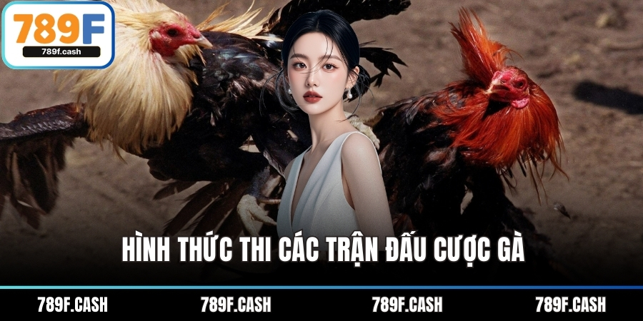 Hình thức thi các trận đấu cược gà