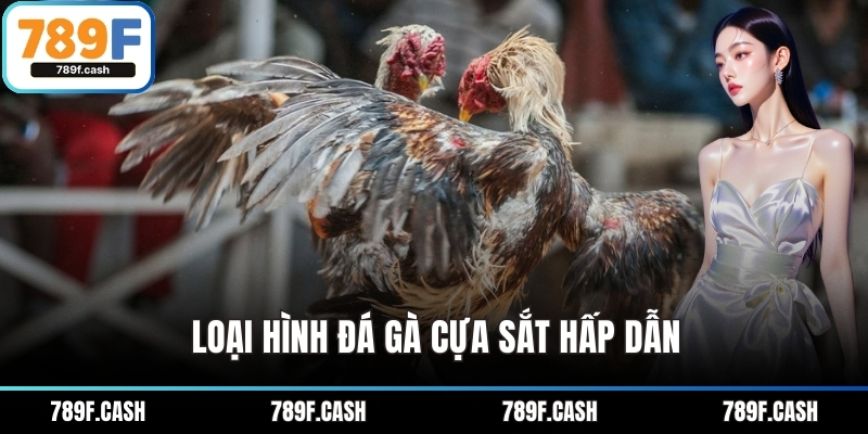 Loại hình đá gà cựa sắt hấp dẫn