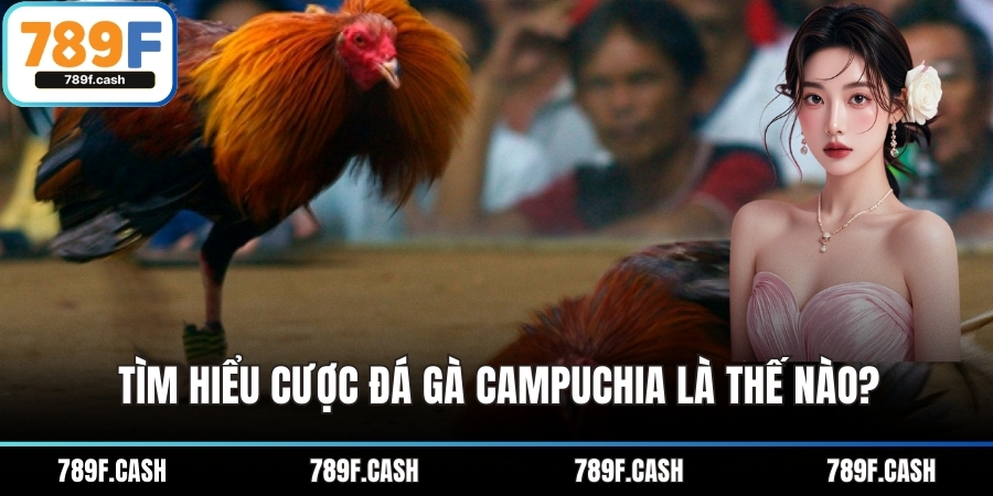 Tìm hiểu cược đá gà campuchia là thế nào